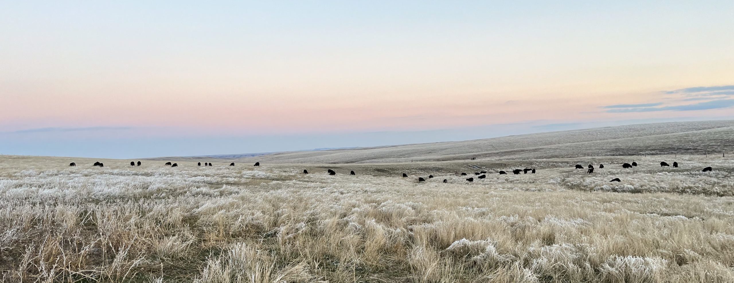 goats grazing in the pasture with colorful sky in the background